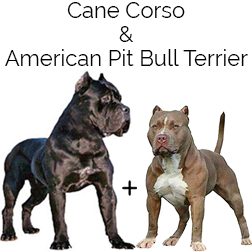 American Pit Corso Dog